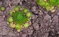 20 Drought Tolerant Plants That Will Survive All Summer Long