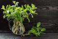 http:\/\/www.naturallivingideas.com\/wp-content\/uploads\/2016\/03\/grow-food-in-water-768x512.jpg