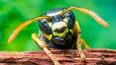 Brazilian Wasp Venom Kills Cancer Cells, But Not Healthy Cells \u2013 Counter Current News